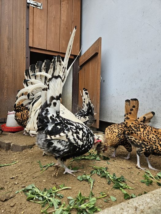 Jajka lęgowe rasy Appenzeller