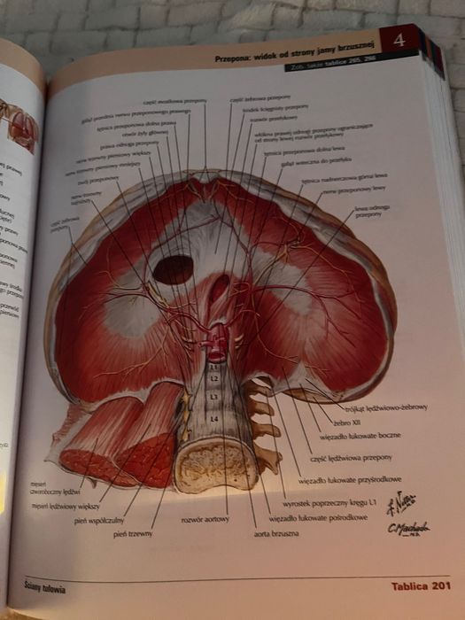 Atlas Anatomii Człowieka Netter