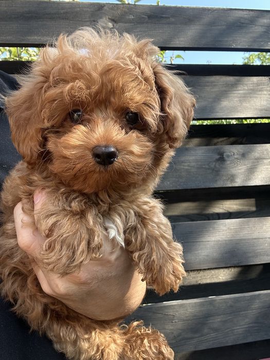 Мальтипу міні хлопчик 2,5 міс