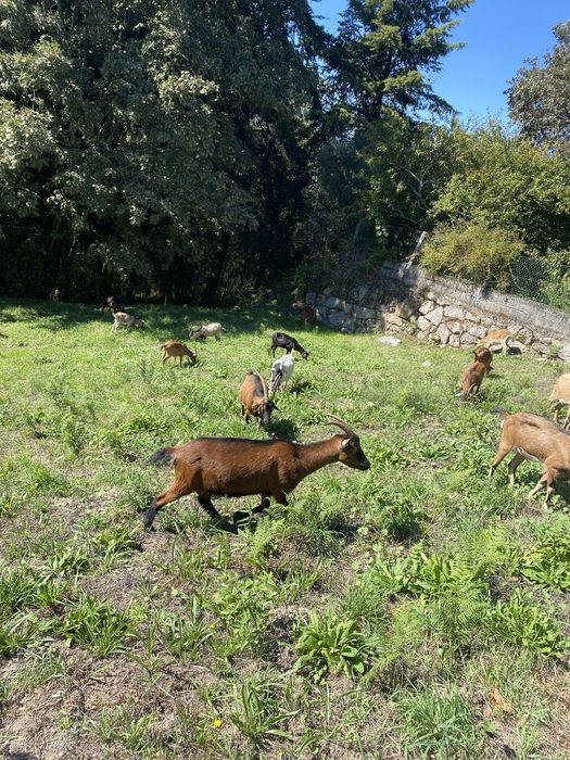 Tenho para vender cabras