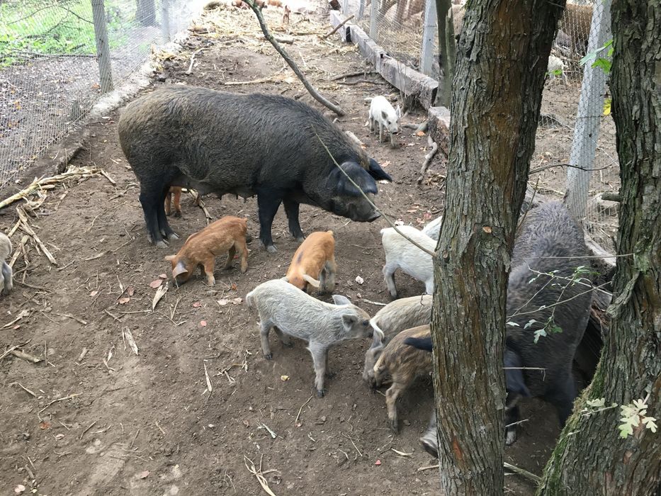 Продам пухову мангалицю