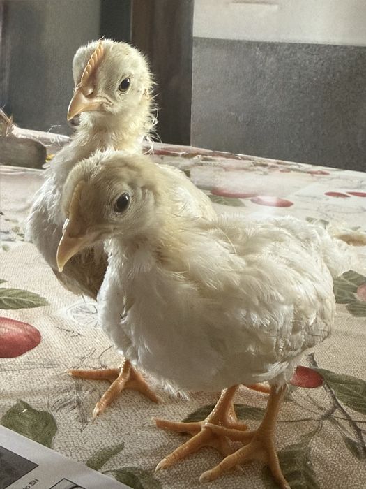Leghorn White Casal