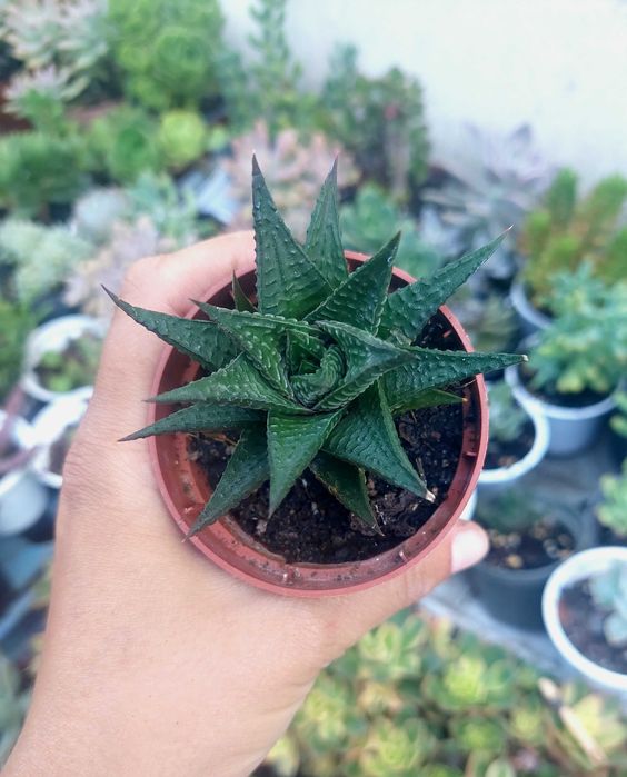 Suculentas 2€ cada