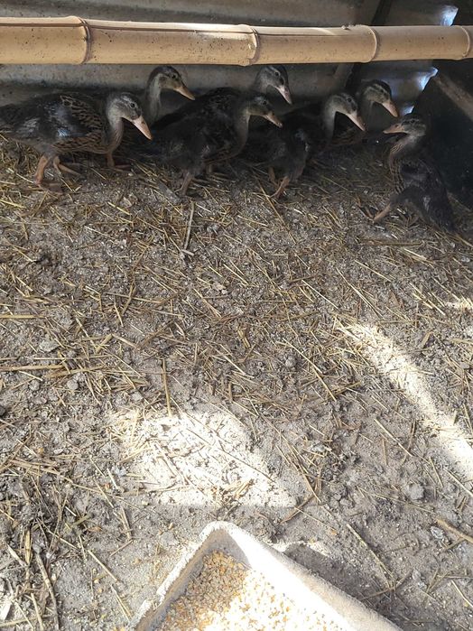 Patos mudos e reais