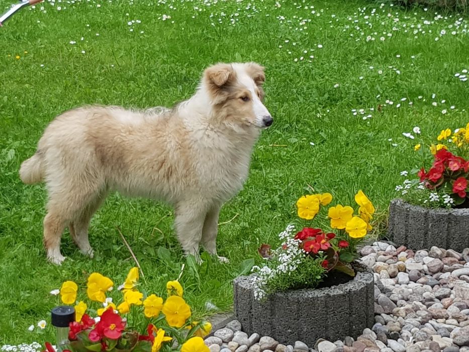 Owczarek szkocki collie