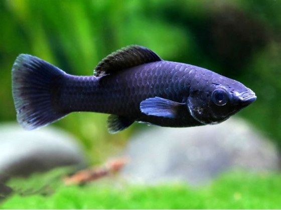 Продам аквариумных рыбок