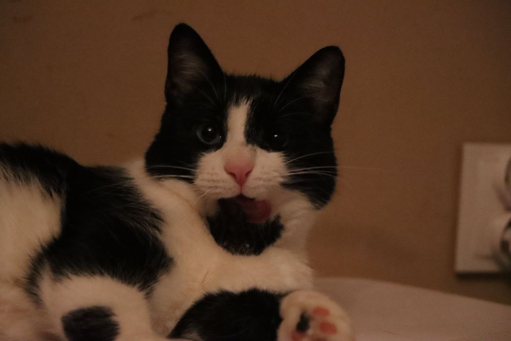 Cudowny kocurek szuka domu