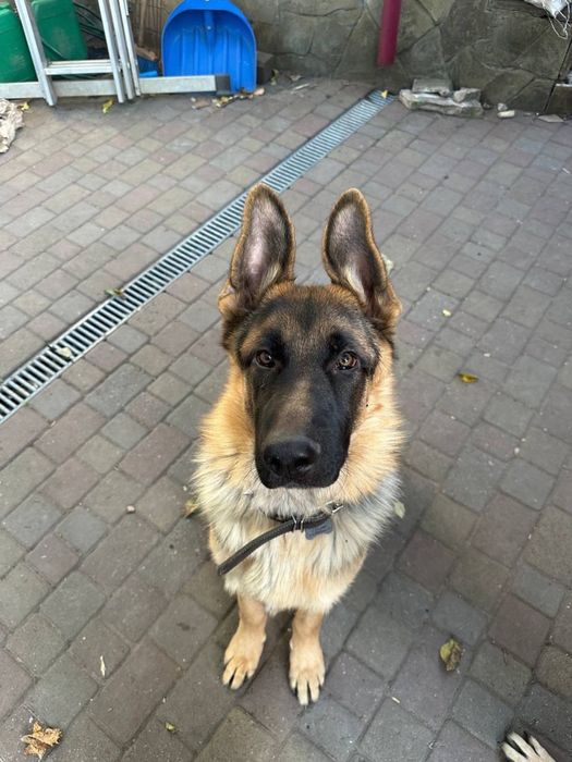 Вязка Німецької вівчарки