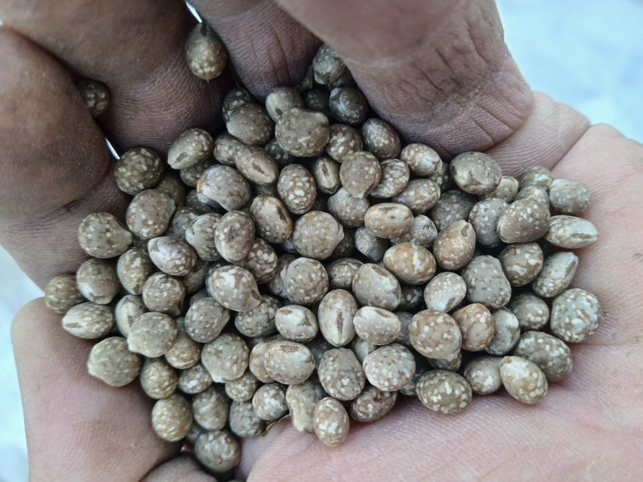 Łubin ekologiczny wąskolistny