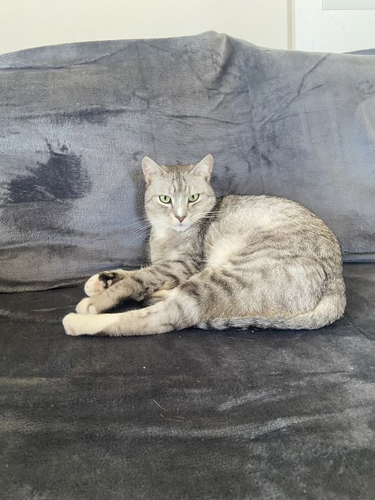 Oddam kotka w dobre ręce