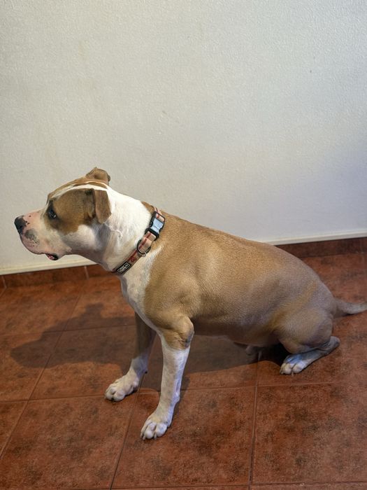 American staff terrier