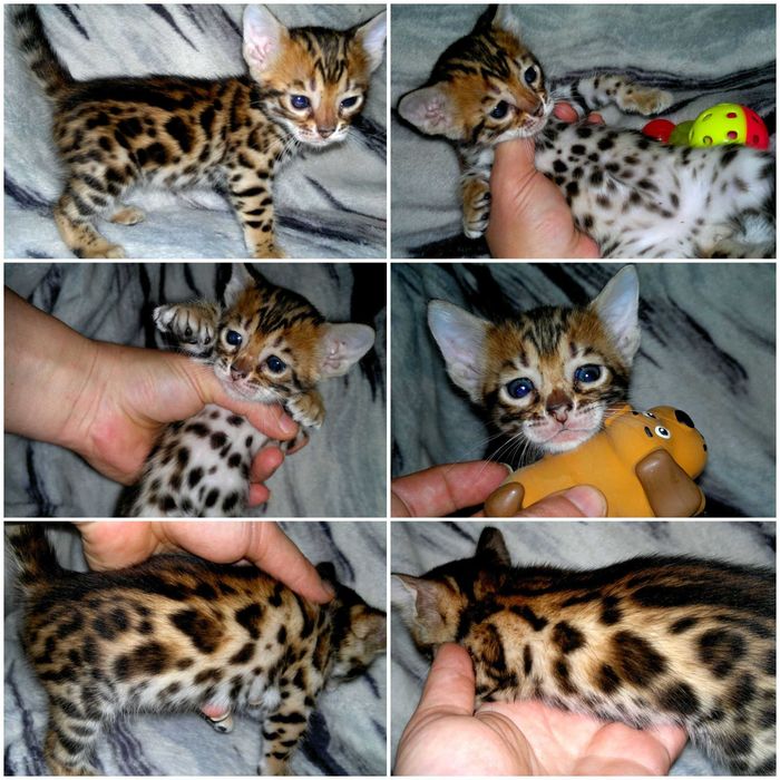 Яскраві бенгалятка під бронь. Всі розетка на золоті BENn24