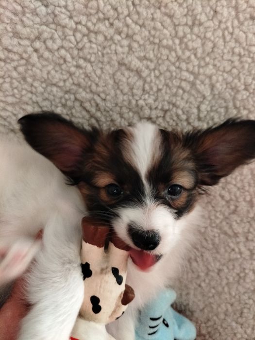 Три дівчинки на вибір. Папільон, папийон, папильон