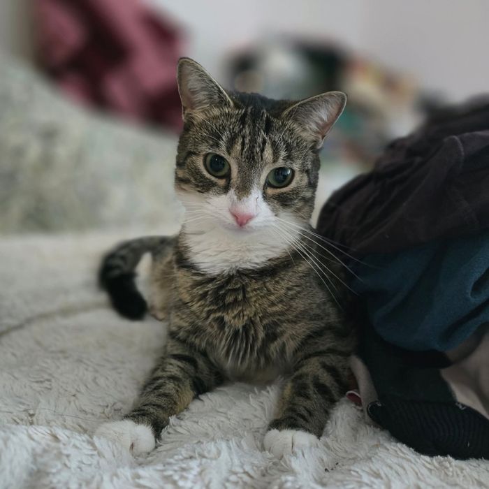 Young Leosia szuka domku na stałe!