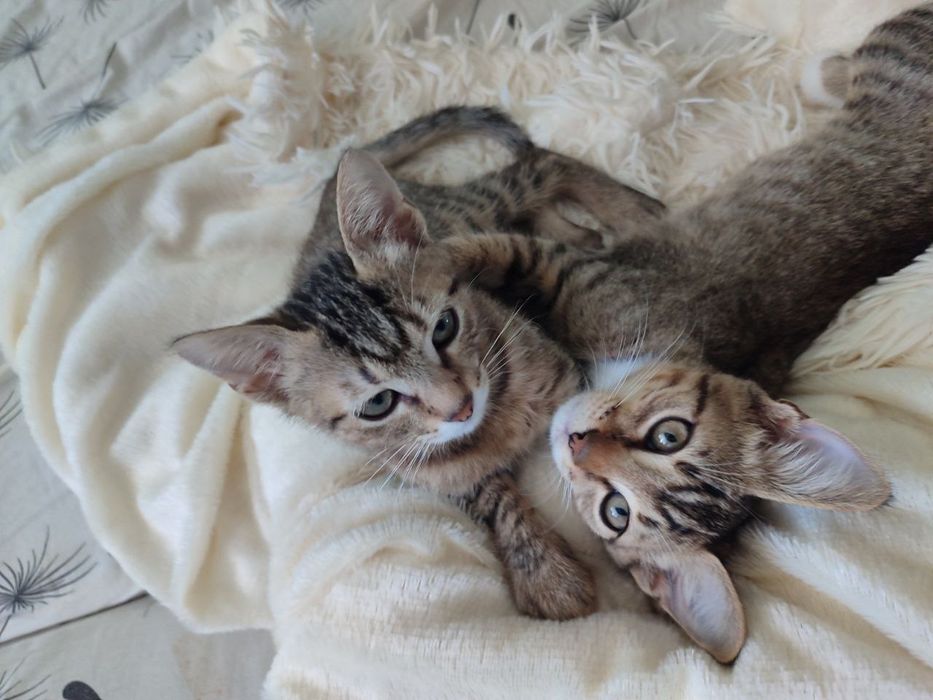 Отдам в хорошие руки котят