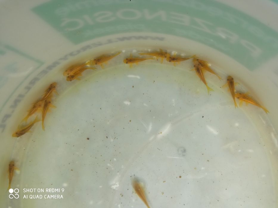 Kirys Kirysek GOLD LASER Corydoras Neon Gold Cw 010