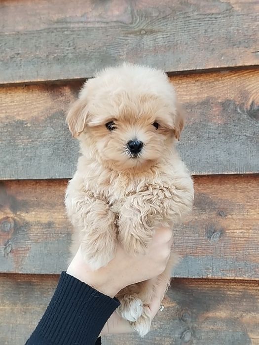 Мальтипу мальчики и девочки