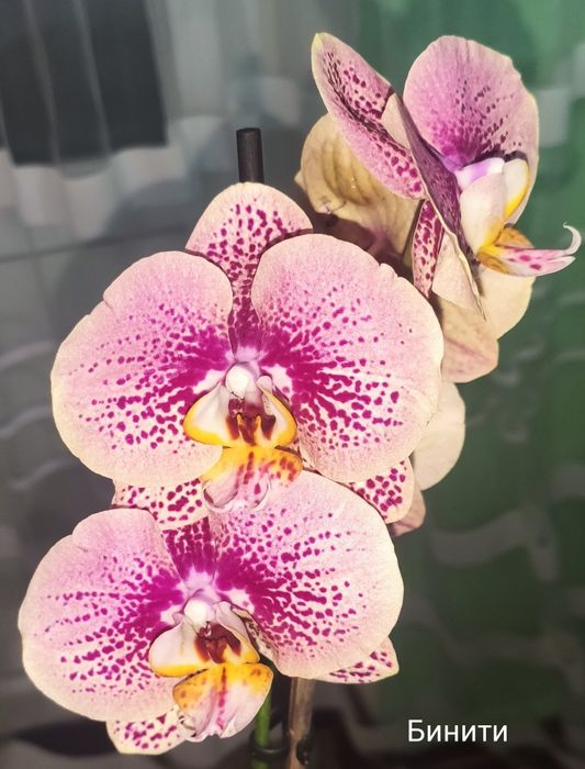 Продам деток орхидеи.
