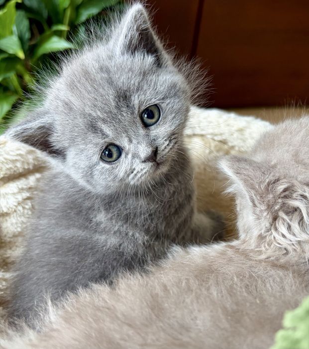 Kotka brytyjska niebieska krótkowłosa