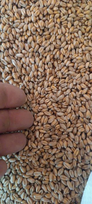 Pszenica jara/przewódka tybalt w b.dobrej klasie