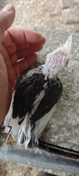 Caturras bebés para acabar de alimentar mão
