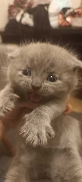 Котенок шотландский