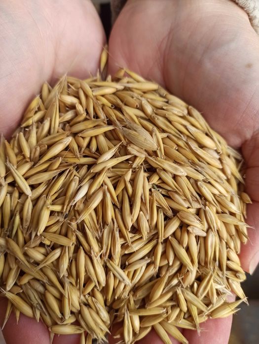 Sprzedam OWIES Poker