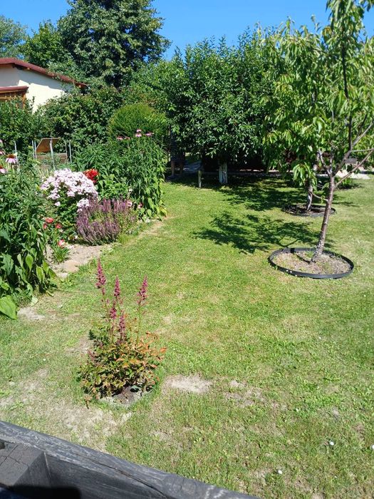 Sprzedam ogródek działkowy w Żorach na terenie ROD ,Jagódka" - Więcej