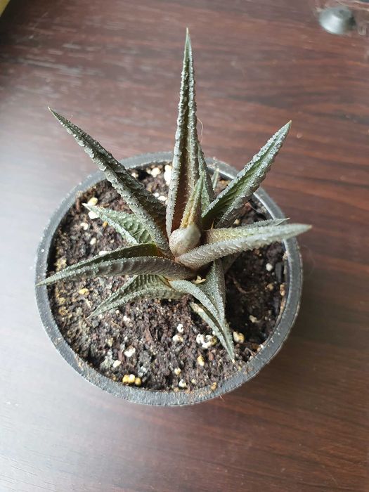 Продам излишки суккулентов