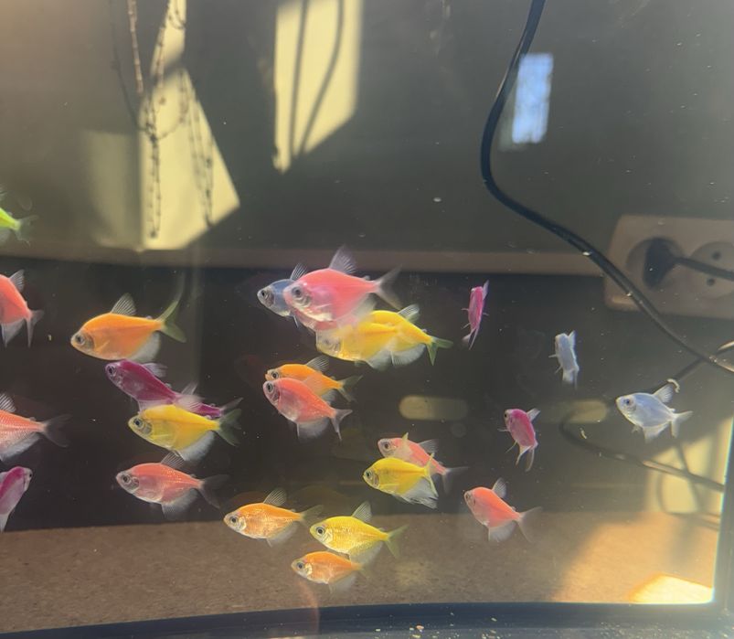 Різні види рибок, акваріуми, керамічні декорації