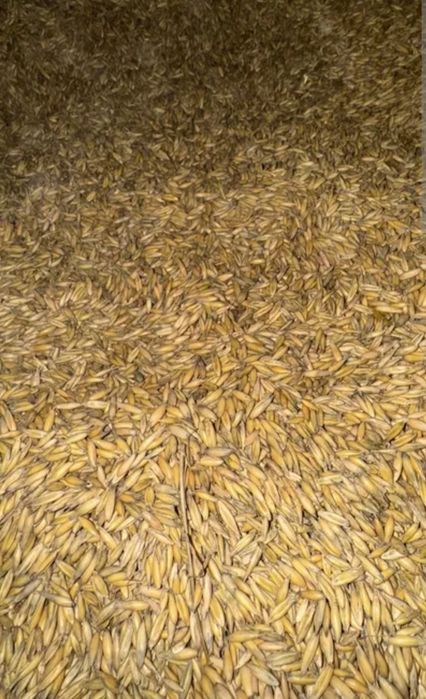 Na sprzedaż owies / 70zł.