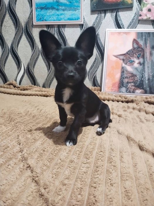 Продам цуценят чіхуашечєк