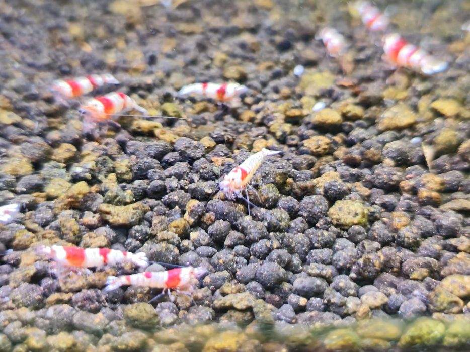 Caridina Crystal Red - Sem stock actualmente