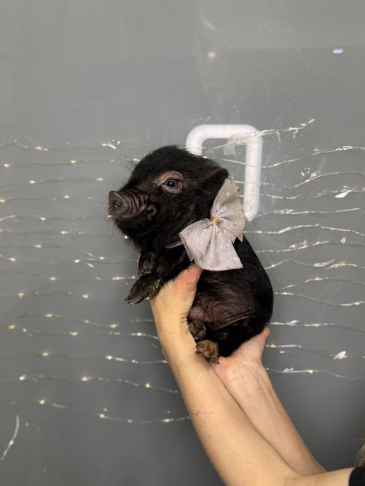 Красунчик міні піг Шварц Піггер