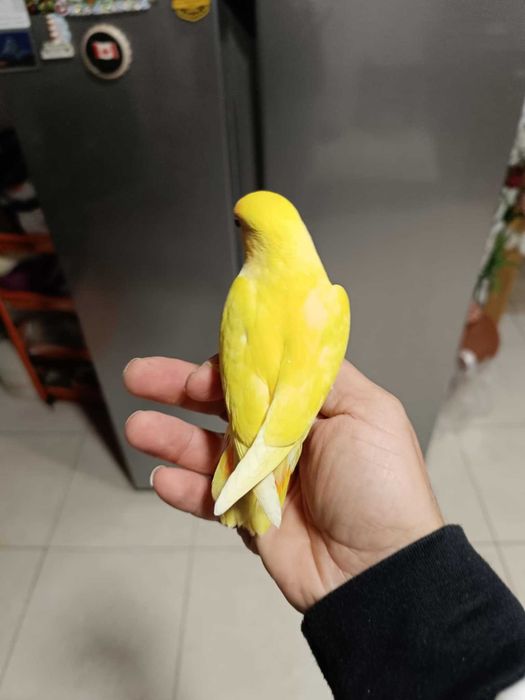 Love bird Agapornis roseicollis e gaiola