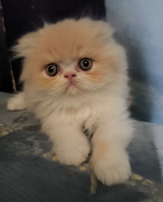 Персидский котенок