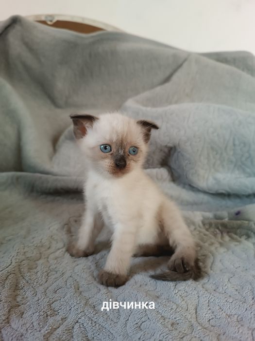Вісловухі кошенята