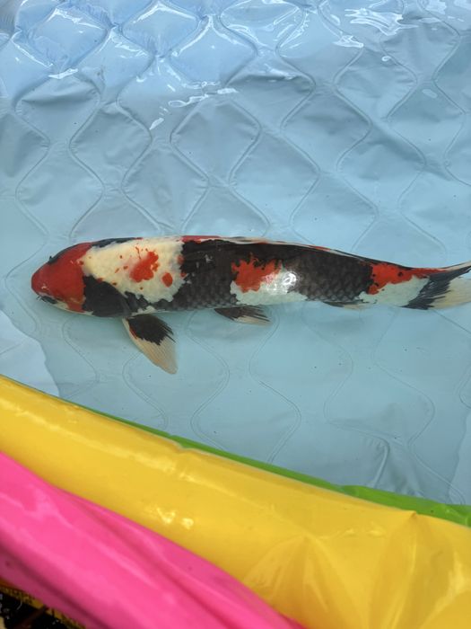 Carpa koi showa 60cm