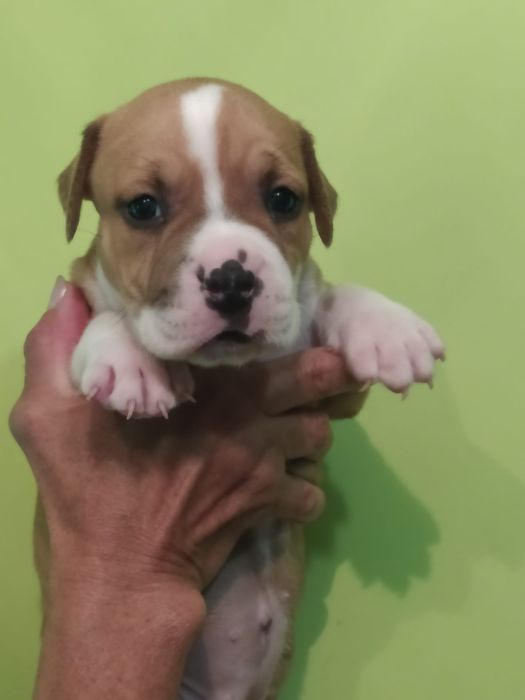 Amstaff suczka Rodowód ZKWP/ FCI Zapraszamy do rezerwacji