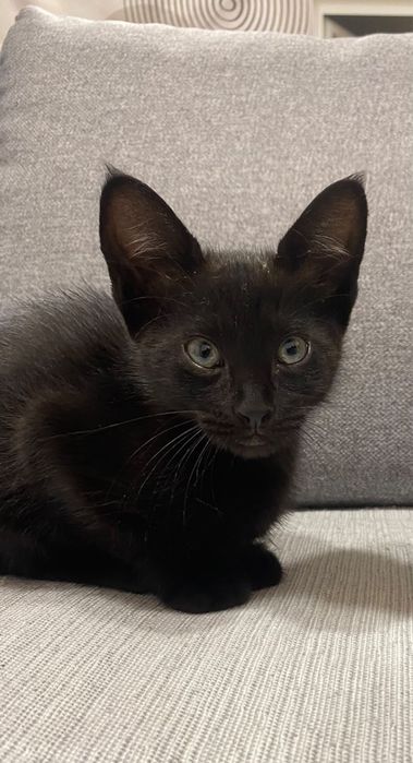 Doa se gatinhos machos bebes e adultos para adocao responsavel