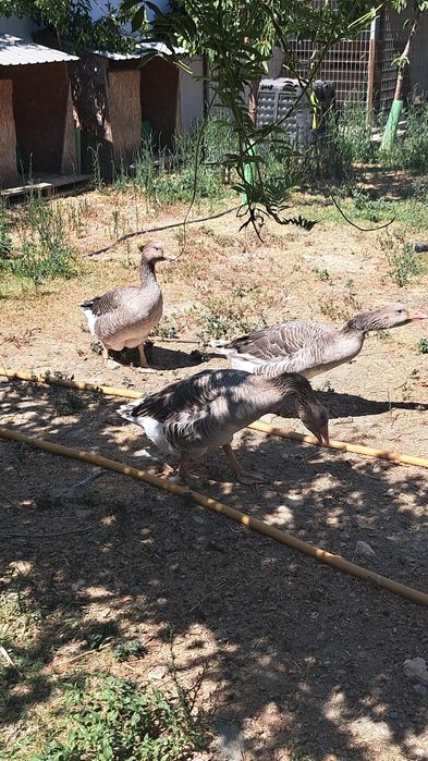 Casal de Gansos.