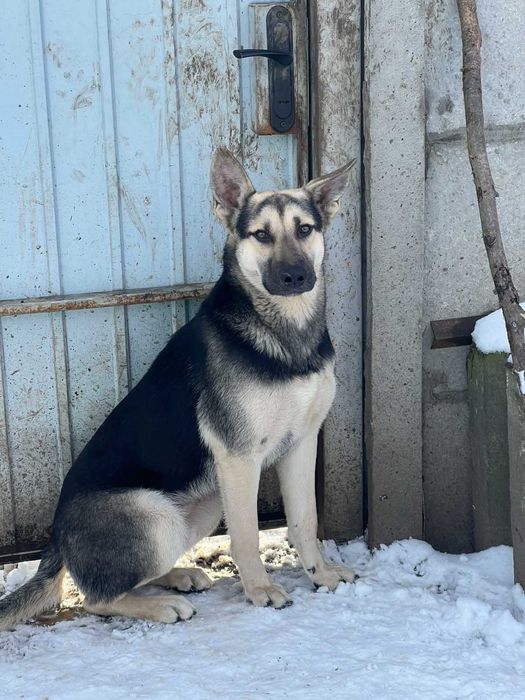 Чарли — молодой пёс-друг, защитник и радость. 7 мес.