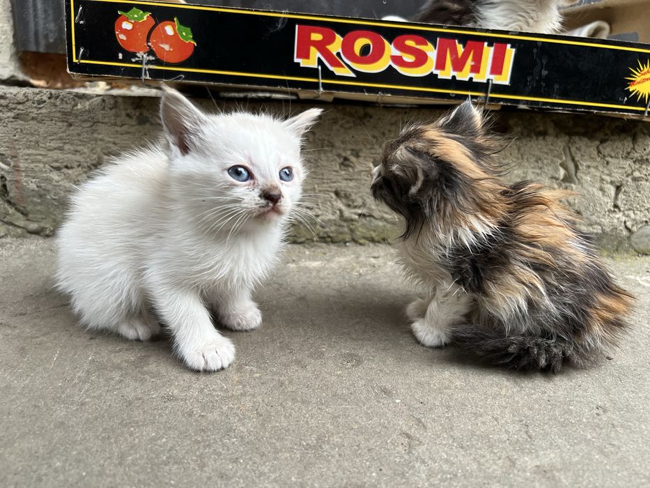 Кошенята (2 місяці)