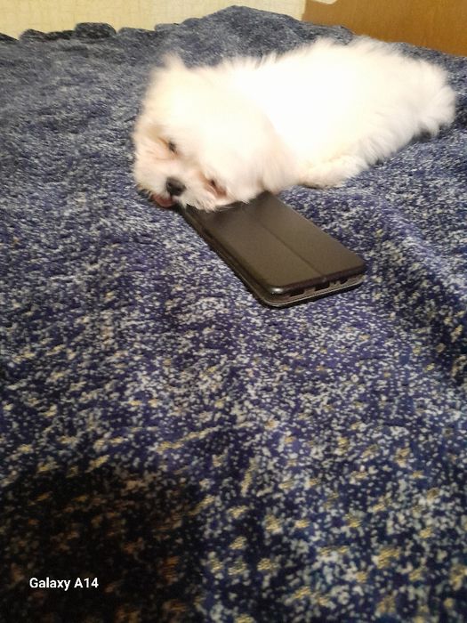 Міні хлопчик мальтезе