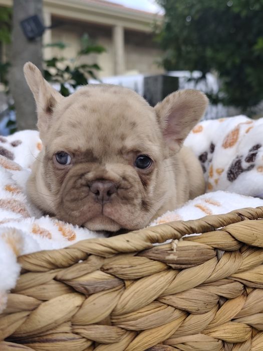 Bulldog Isabella Merle