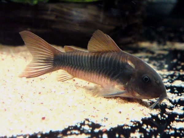 Kirys spiżowy - corydoras aeneus