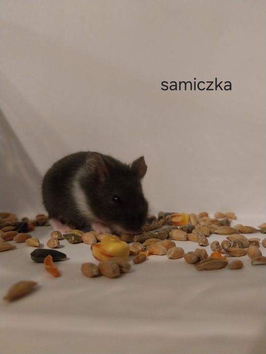 Chomik dżunglarski panda