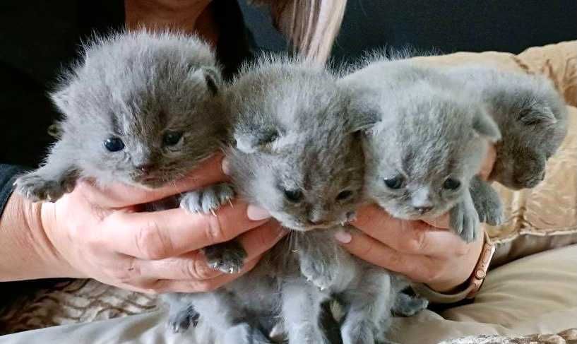 Gatinhos e Gatinhas Bonitas Scottish Fold