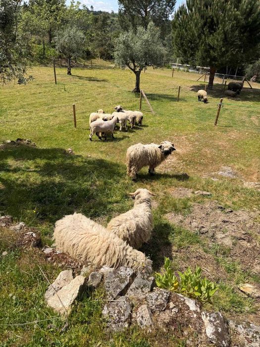 2 Valais Blacknose – Casal Disponível
