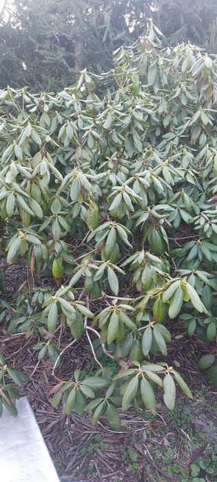 PIILNIE Rhododendron berberys pęcherzyca